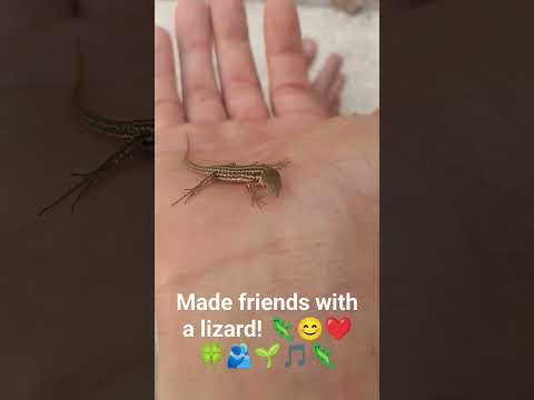 My lizard friend 🦎😊❤️🍀🦎