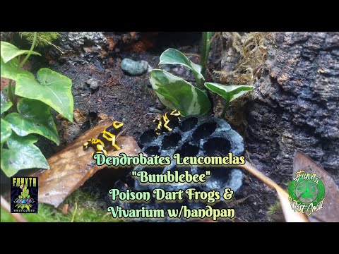 Dendrobates Leucomelas "Bumblebee" Poison Dart Frogs, Vivarium & Handpan w/ Funxta