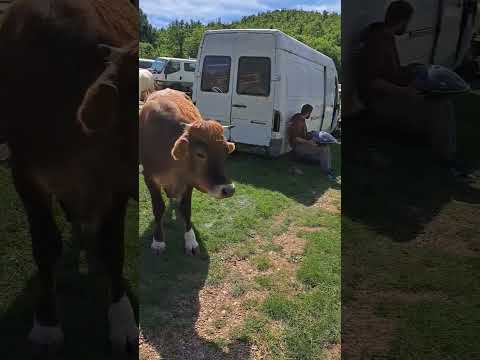Handpan Mountain Cows