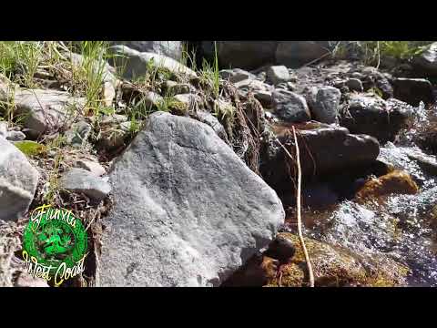 Eddie Funxta / Entheogenic Eddie - Devils Punch Bowl Rebirth