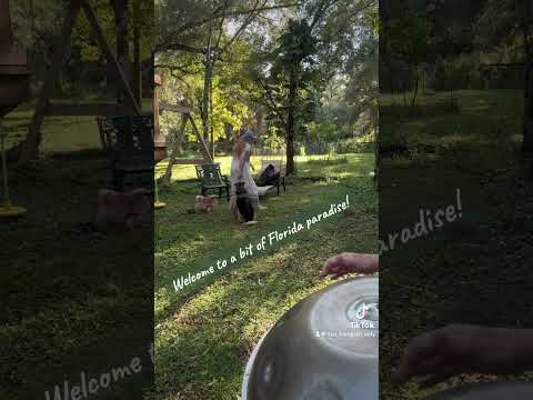 🛸🎶 The Tiflis F2 Pygmy … 💕… pacifying animals and people alike!!  🎶🛸   (Tiflis at  @TIFLIS_handpan )