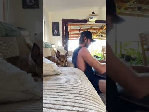 Handpan Jam | Feat. Frankie the Dog