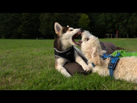 Odins World - Husky Puppy - Handpan Mystic Flow - Relaxing Meditation Music