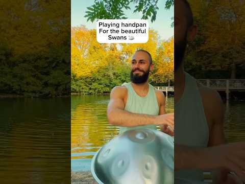 Playing for the swans 🦢 #handpan #wildlife #music #meditation