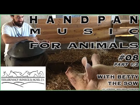 🐷🎶❤️ - HMFA N.08 part 1/2 - BETTY THE SOW CHILLING OUT TO HANDPAN MUSIC IN THE ANIMAL SHELTER