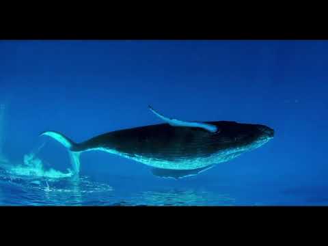 Marjorie Courtiau ft. Fabien Ménard - HANDPAN Musique Zen / BESOIN D’AIR