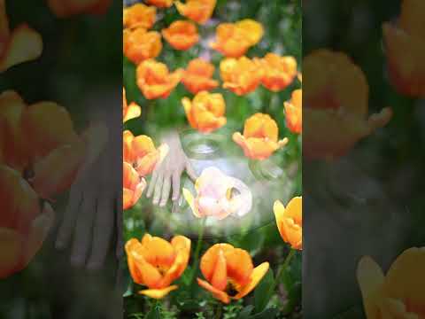 Soothing Handpan Music with Tulips — Relax Your Mind | Asato Tachibana