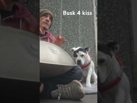 Busking Handpan Yogi - #fypシ゚viral #handpan #foryou #foryoupage #shortsfeed #shorts #music #dog #fyp