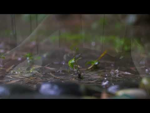 Raindrops