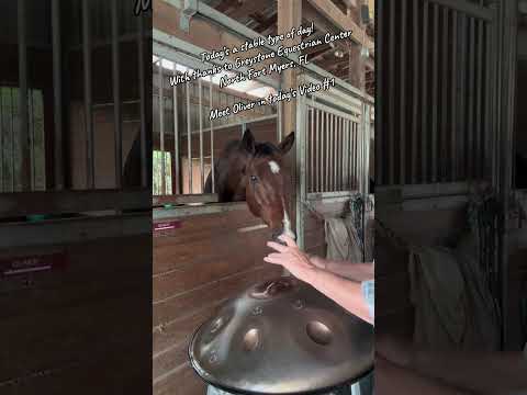 🐎 Oliver is enjoying the sounds of a Dm Celtic created by @arcanamusicalinstruments5557  🎶🛸