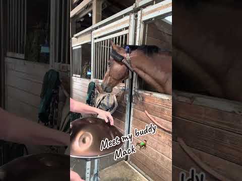 πΈπΆπ Thanks to Greystone Equestrian Center in SWFL for allowing me to stop in at any time! ππΆπΈ