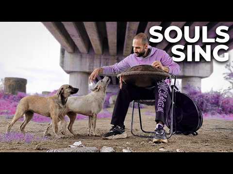 Where Dog Love Meets Cosmic Sound 🐾🐶✨🌌