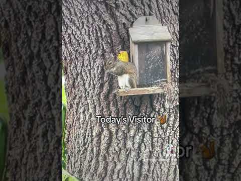 🛸🎶🐿️  Every day, different animals visit!  This is today’s visitor (but others are posted too) 🐿️🎶🛸