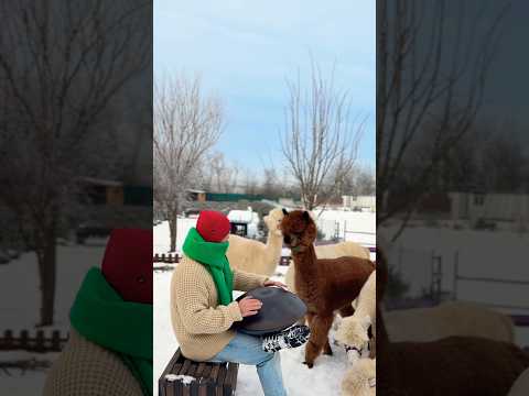 #handpan #alpaca #animals #music #funnyvideo #hangdrum #romania #natural #wintermusic #relaxmusic