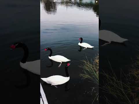 Swan Song | Handpan Music | soundbath #nature #freeflow #handpanmusic #handpan #percussion #music