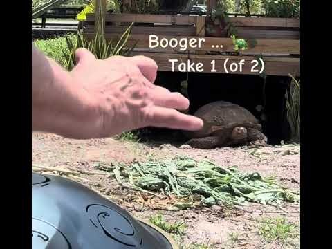 🛸🎶 🐢 Meet my tortoise neighbor Booger!  🐢🎶🛸