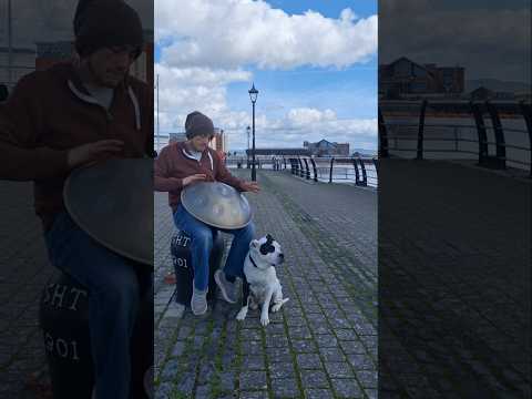 Handpanning - #fypシ゚viral #handpan #foryou #dog #dogs #marina #shorts #shortsfeed #shortsviral #fyp