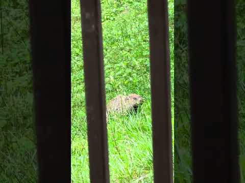 🏔️  Today’s visitor!!!   Love living up in the mountains!!  🤗🛸🎶🦋