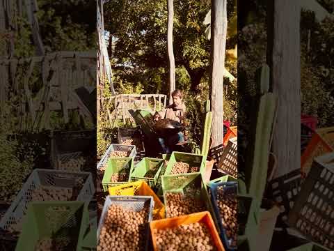 Harvest Time | Alwin Steinle | Handpan Omana  #handpan #handpanmusic #music #intuition #peace