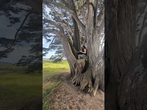 up in a tree - Handpan: G Major 19 Elysian Instruments - Point Reyes