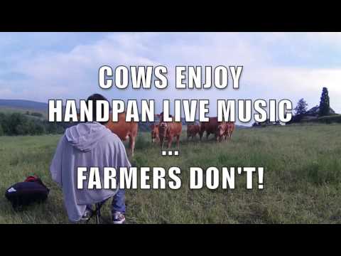 🐮🎶❤️👩🏼‍🌾💔🤬 - HMFA N.02 part 1/2 - COWS ENJOY HANDPAN LIVE MUSIC ... FARMERS DON'T!