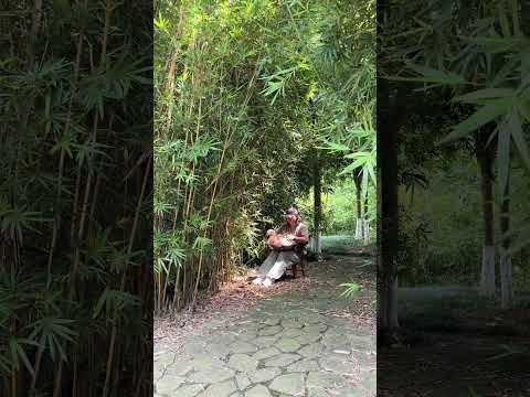 手碟版《聖誕快樂勞倫斯先生》－坂本龍一 《Merry Christmas Mr. Lawrence》手碟版，希望你喜歡#handpan#music#youtubeshorts