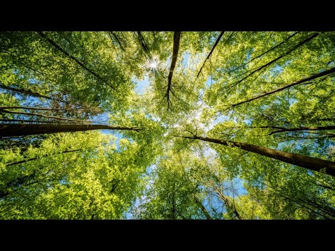 Sounds of the Forest - Handpan and Nature