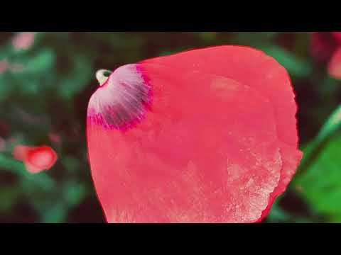 هیجان صدای جنگل 🌳هنگ درام نوازی به سبک NOR👽👌#هنگدرام #hangdrum #مدیتیشن