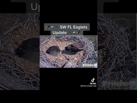 🦅 Sad news… from a family of 4 to 3 ..🦅.. SW FL Eagles Update 🦅🎶🛸