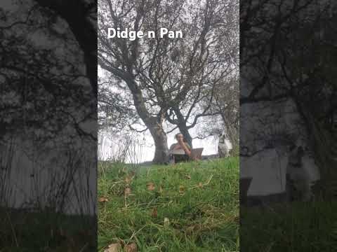 Didge n Pan - #fypシ゚viral #handpan #foryou #fyp #Wales #shortsfeed #shorts