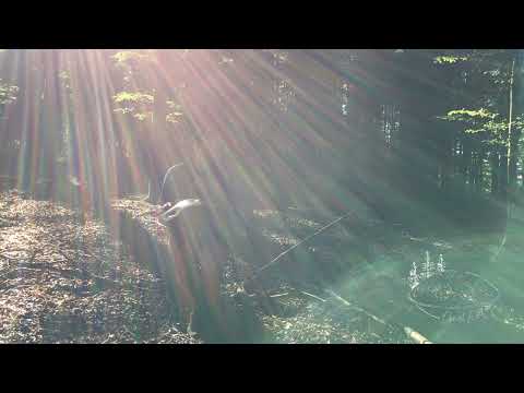 Morgens. In the morning | RavPan F Pygmy Handpan