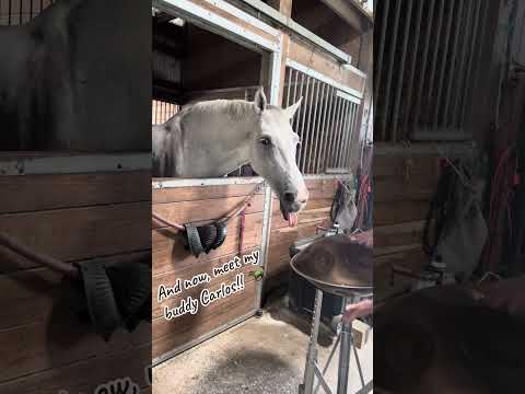 🛸🎶🐎  Talk about a sweetheart of a horse!  I think I’m in love!  💕 …. 🐎🎶🛸