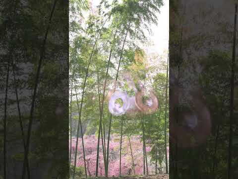 Plum Blossoms and Bamboo Forest — A Layered Handpan Meditation | Asato Tachibana