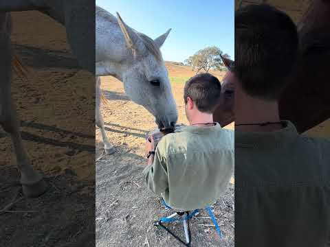 I Played Handpan for Horses — and we started playing together 🐴  #handpan #naturemusic #horses