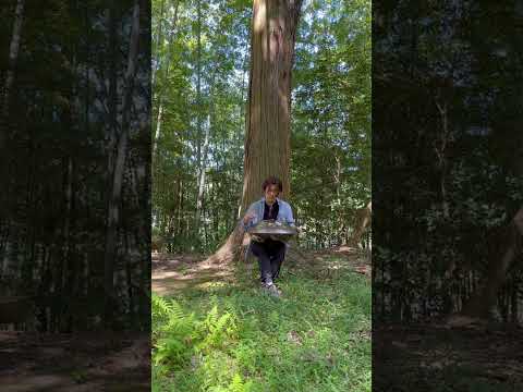 Big tree&Handpan