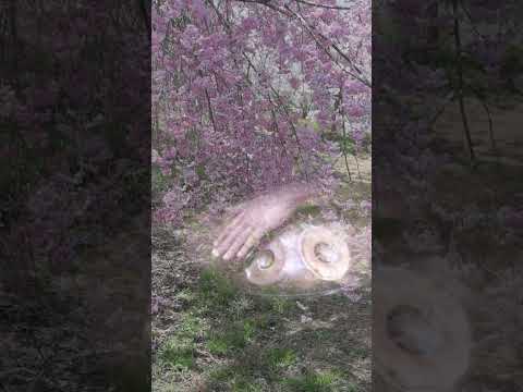Cherry Blossoms in Japan — A Healing Handpan Meditation | Asato Tachibana