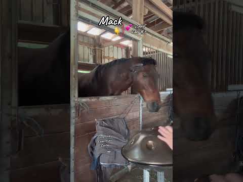 🛸🎶 🐎   Me and Mack and a Dm Celtic ….. now that’s a good day!!  💕 🎶🛸