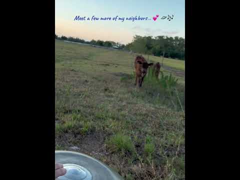 🛸🎶 💕 🐂  Country Livin’ at its finest!  Love my neighbors!  🐂💕🎶🛸