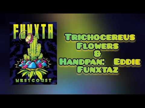 Trichocereus Flowers & Handpan! Flying Saucer, Super Apricot, Blutsbruder, First Light & Lophs!