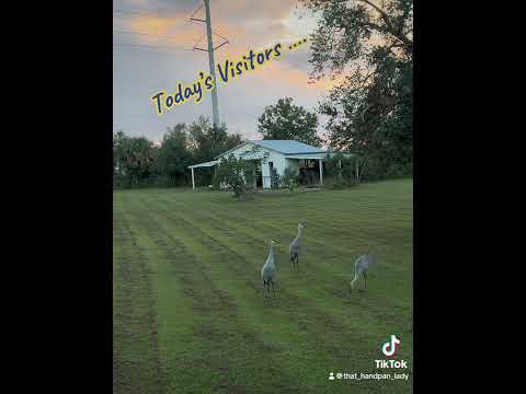 🛸🎶 🦋  These visitors are Sand Hill Cranes, living in SW Florida!  🌞 🌴