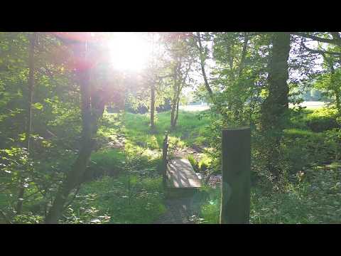 Walk (& Fly) Through The Woods - Ambient Audio & Handpan - Best With Headphones!