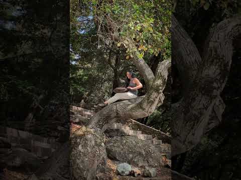 "Coming Home"Handpan: C minor @merakinstruments & Irish whistle#handpan #handpanmusic #naturevibes