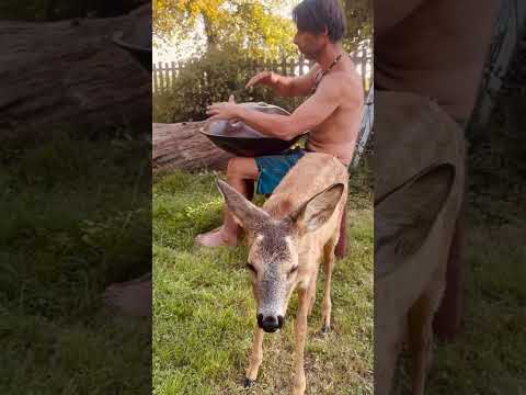 Mythical creature | #handpan Music | Alwin Steinle | D-Mystic #handpanplayer #intuition