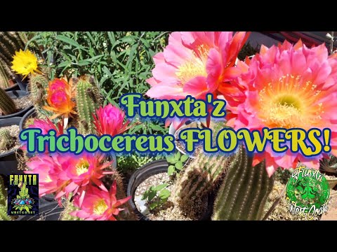 Trichocereus Flowers June 2023 and Handpan/ Djembe with Atum_Gil
