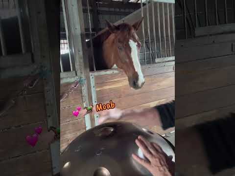 Even horses love the handpan πππΈπΆ Especially a Dm Celtic pan made by @arcanamusicalinstruments5557