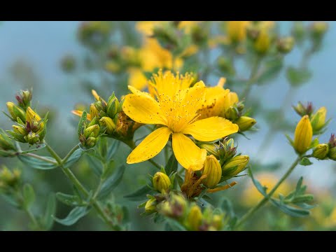 "Hypericum" – Handpan PATERA C-Minor