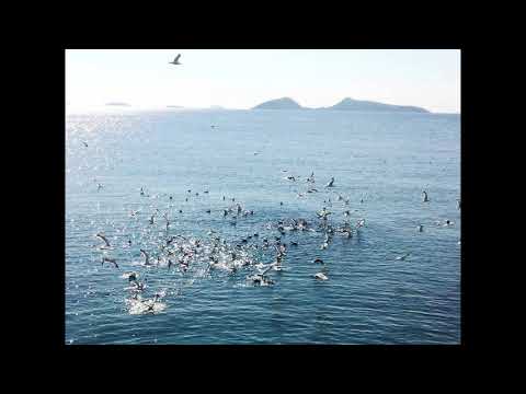 Raksasi - A D-Hijaz Trip (Handpan)