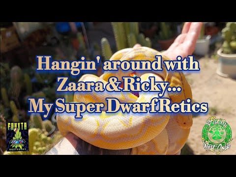 Super Dwarf Reticulated Pythons and Handpan Jam Session Live from an Ayahuasca Ceremony