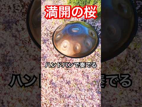 満開の桜とハンドパン #ハンドパン #handpanmusic #hangdrum
