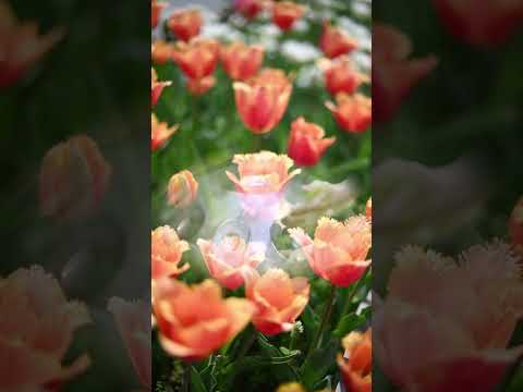 Soothing Handpan Music with Tulips — Calm and Healing | Asato Tachibana